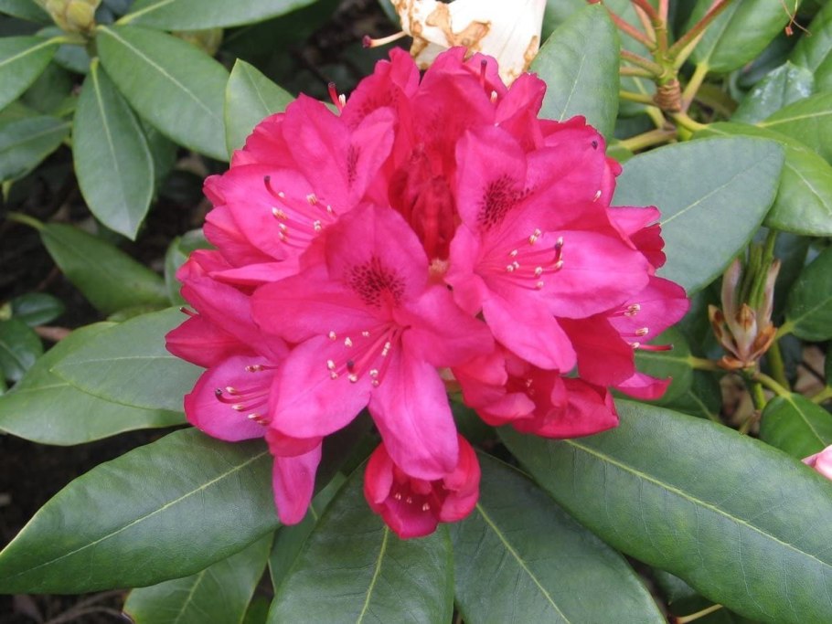 Рододендрон Pohjola's daughter