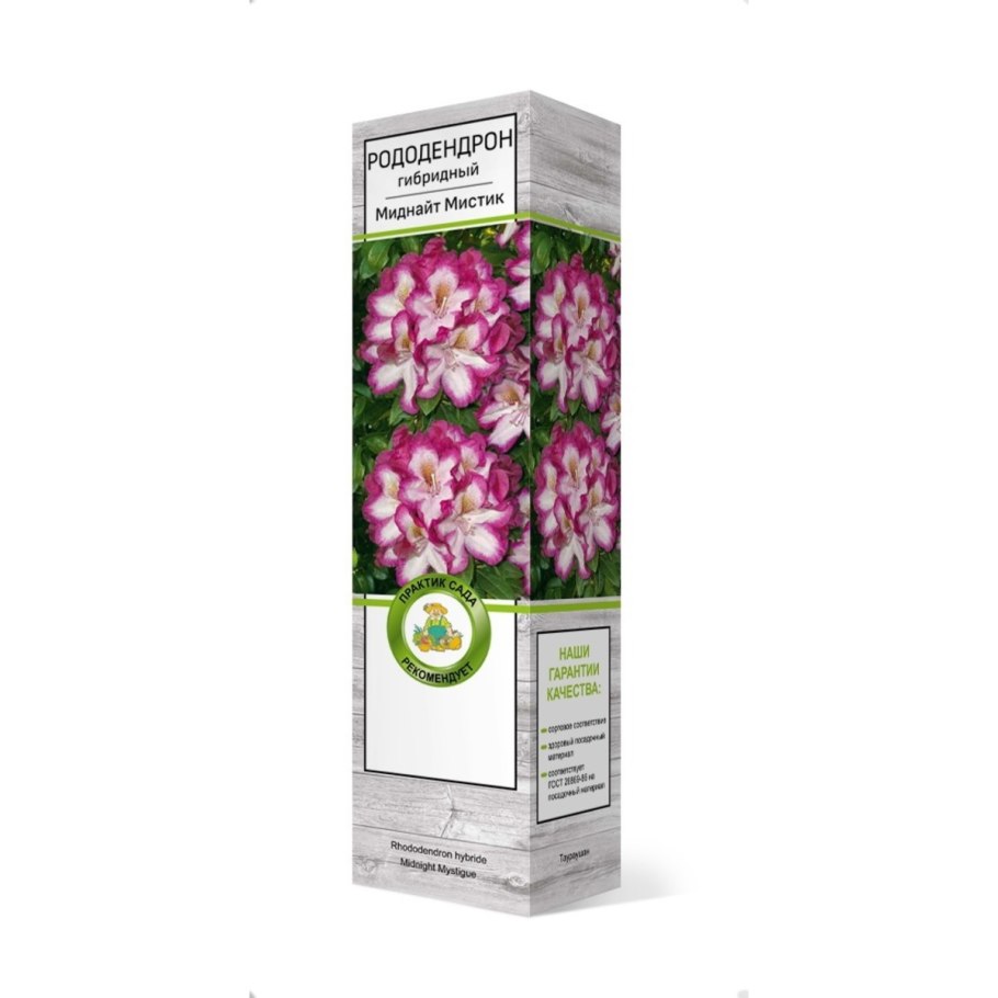 Рододендрон Madame Masson