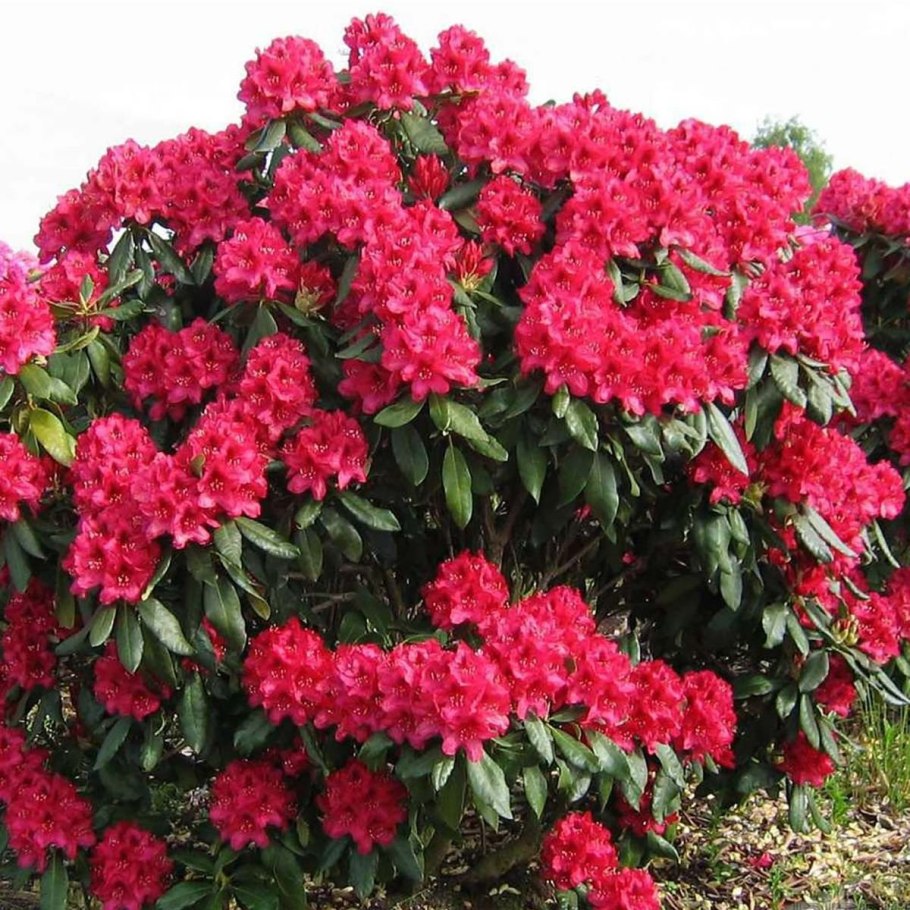 Рододендрон со светло-фиолетовыми цветками