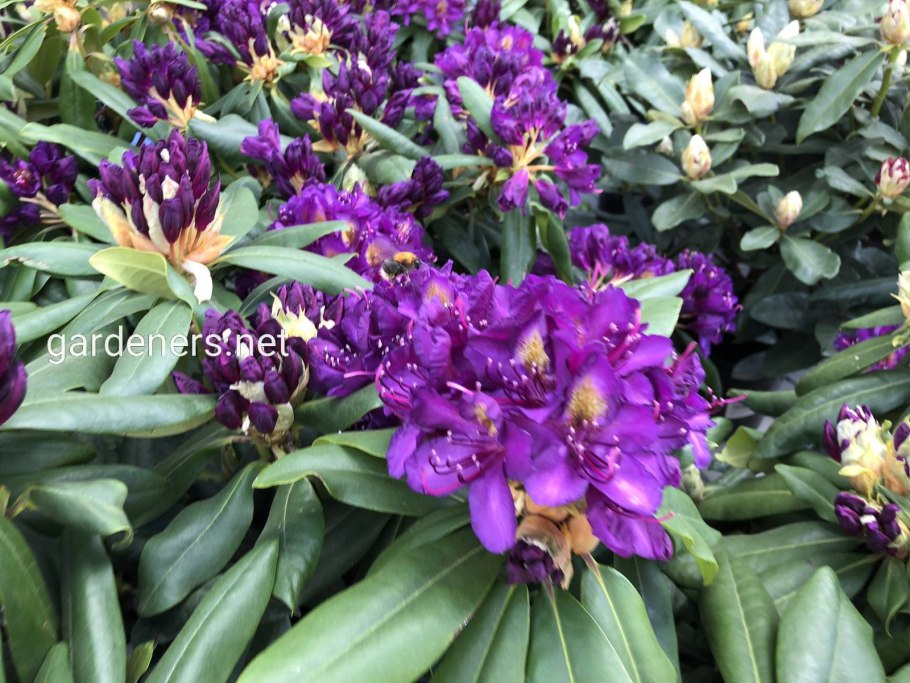 Рододендрон Nova Zembla