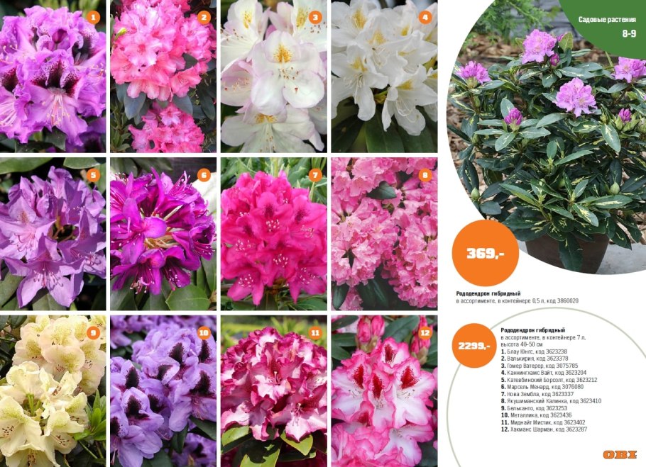 Рододендрон Миднайт Бьюти