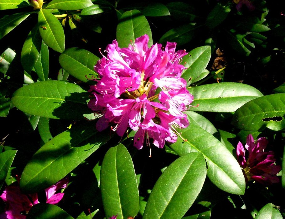 Rhododendron ponticum природный ареал