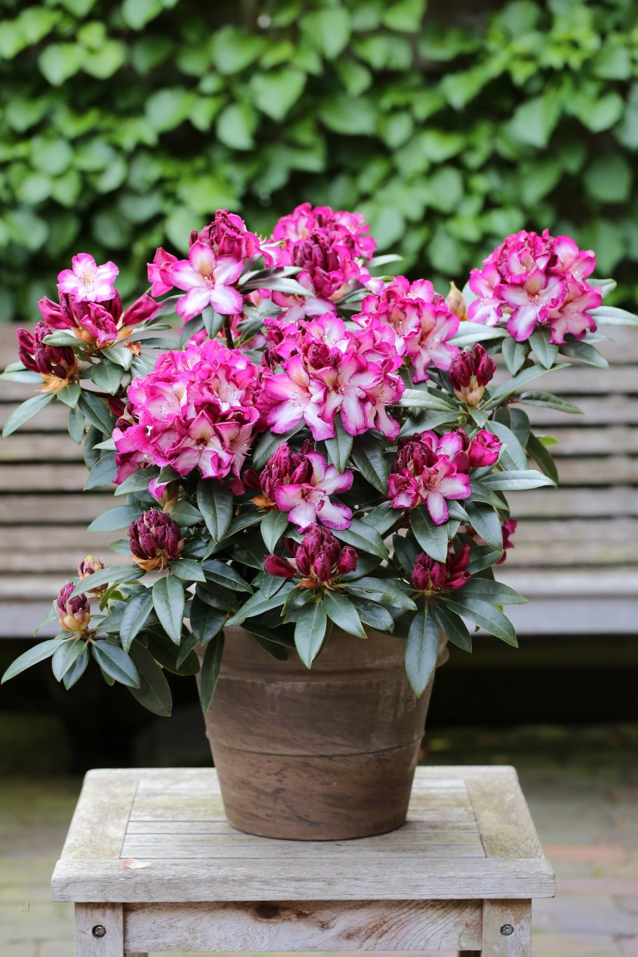 Рододендрон Кали