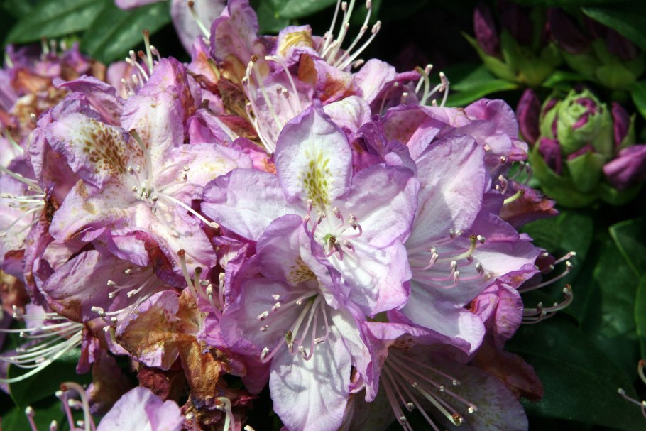 Рододендрон гибридный пёрпл Сплендор