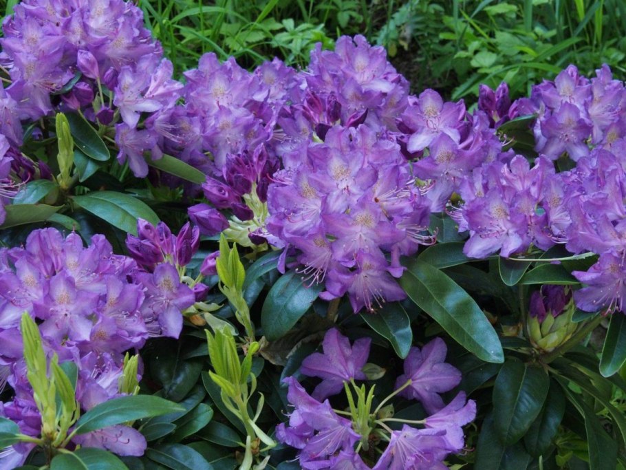 Рододендрон гибридный Миднайт Бьюти