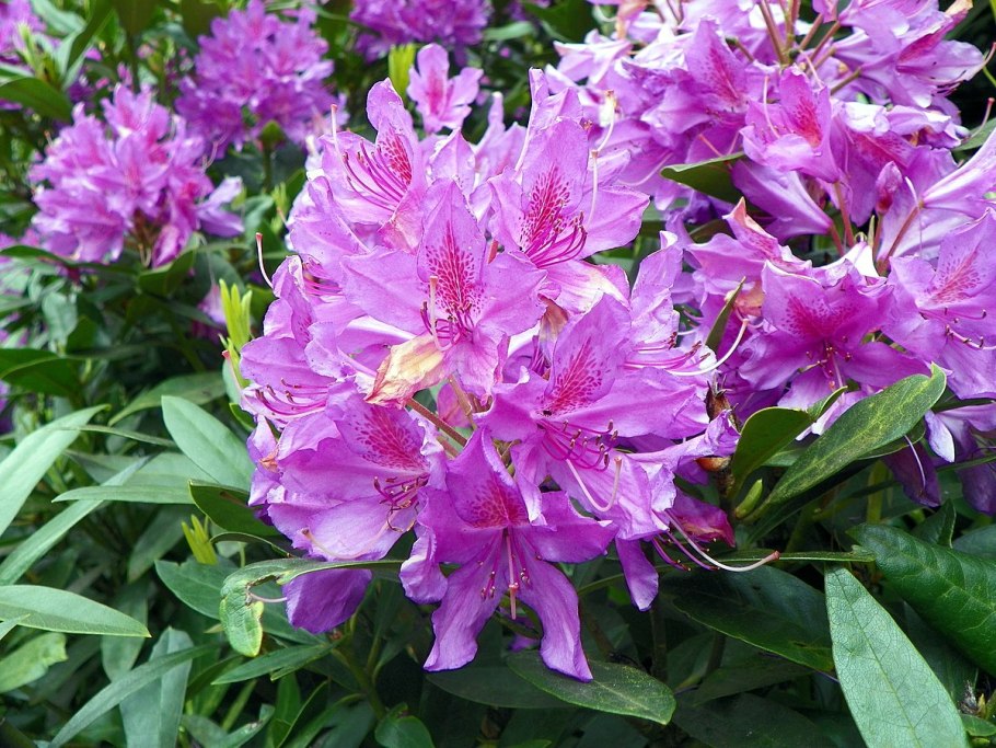 Рододендрон Блэк Перл