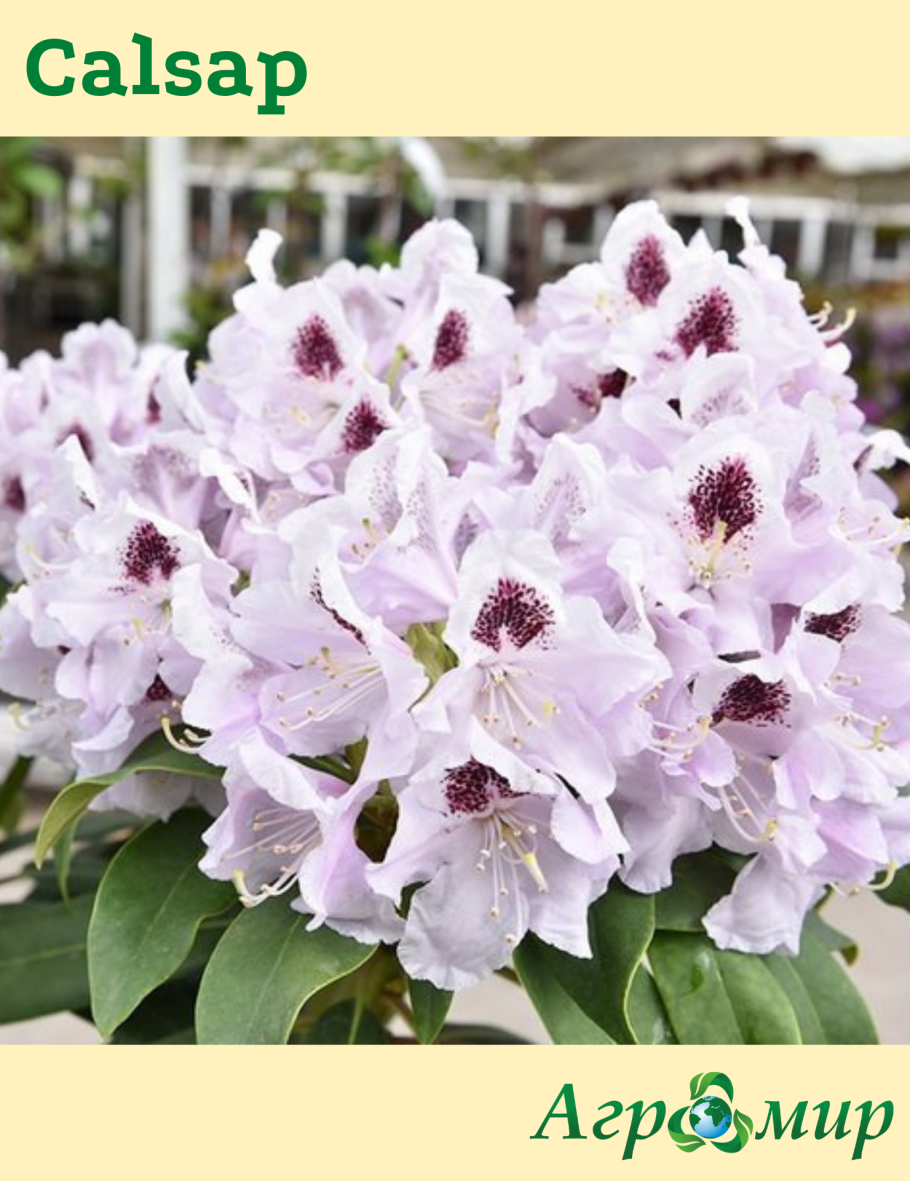 Рододендрон "Brasilia" (Бразилия)