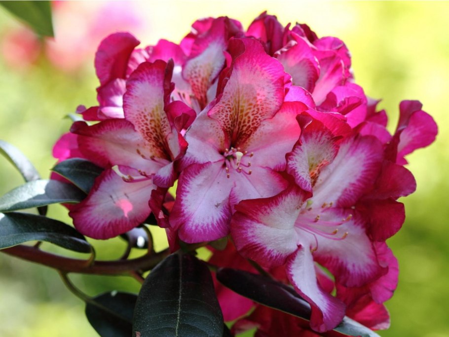 Рододендрон гибридный Миднайт Мистик