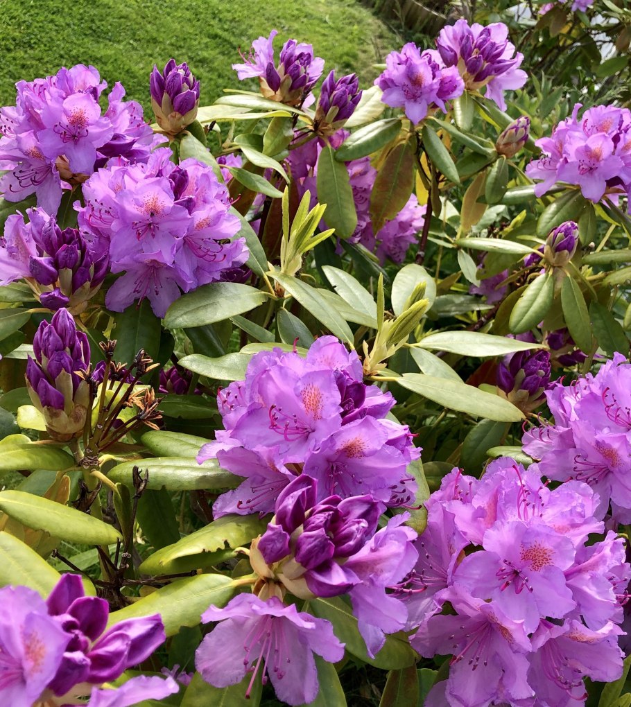 Rhododendron augustinii