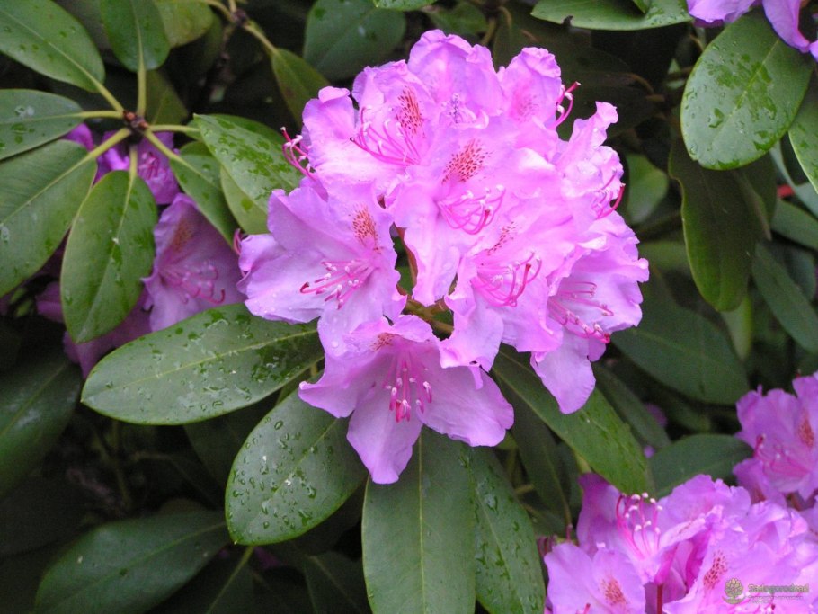 Alpine Rose Plant Zermatt