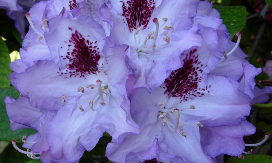 Рододендрон гибридный джунифер