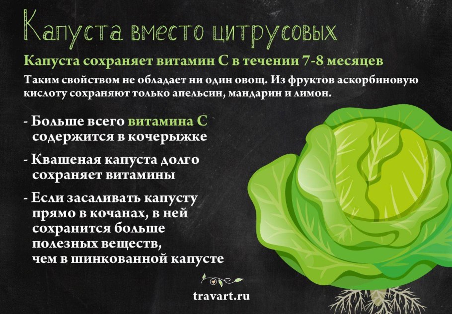 Капуста белокочанная Альба