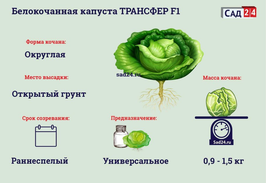 Капуста разрезанная