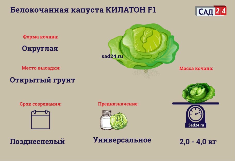 Капуста белокочанная Ларсия