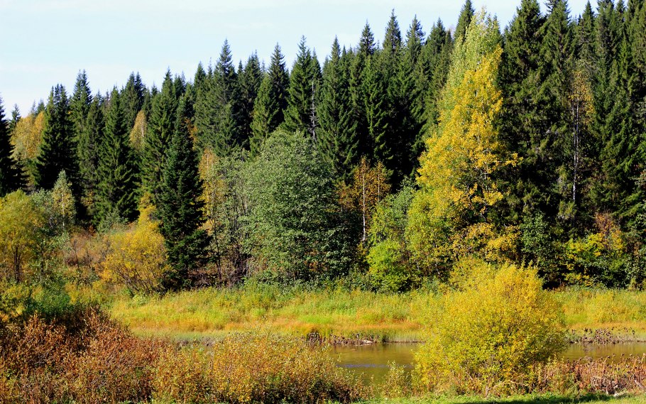 Темнохвойная Пихтовая Тайга Сибирь