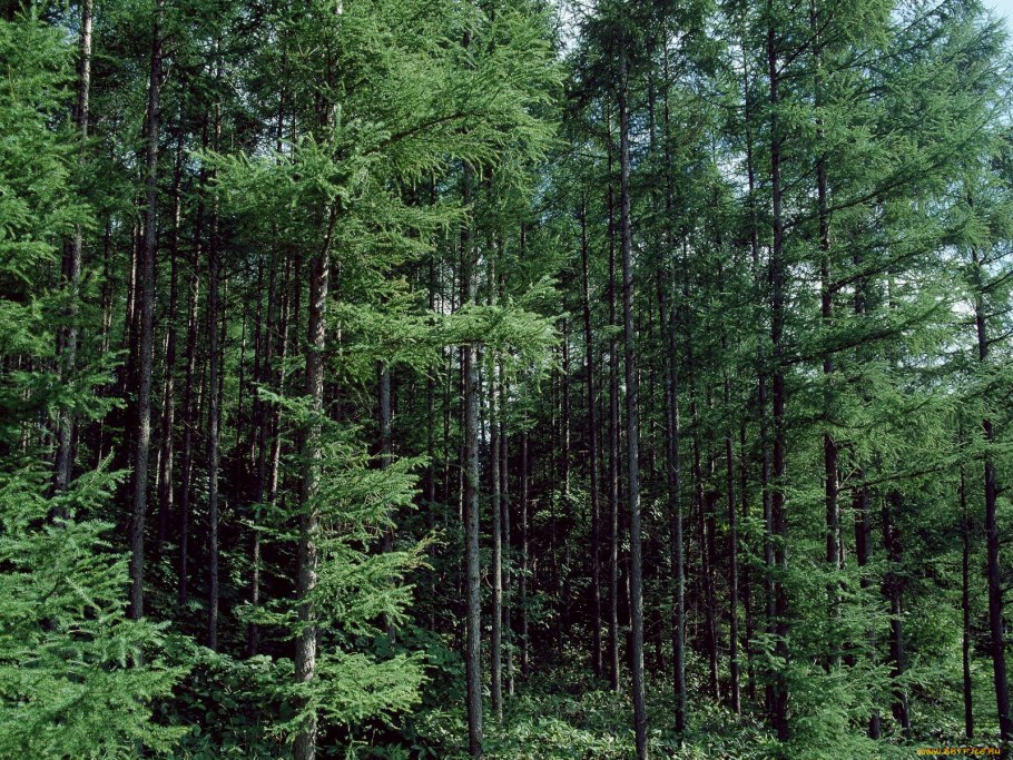 Хвойный лес для детей