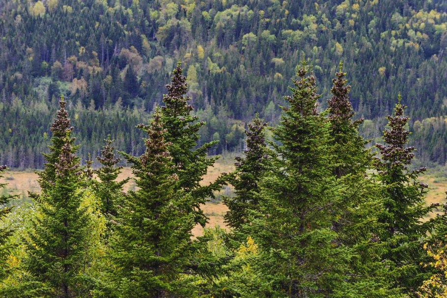 Лес пихта кедр
