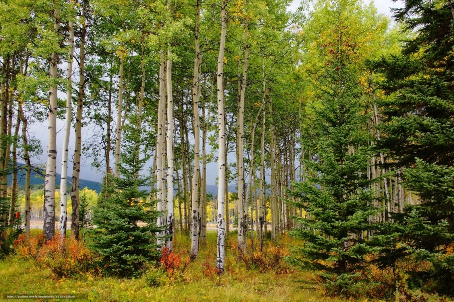 Смешанный лес среднего Урала