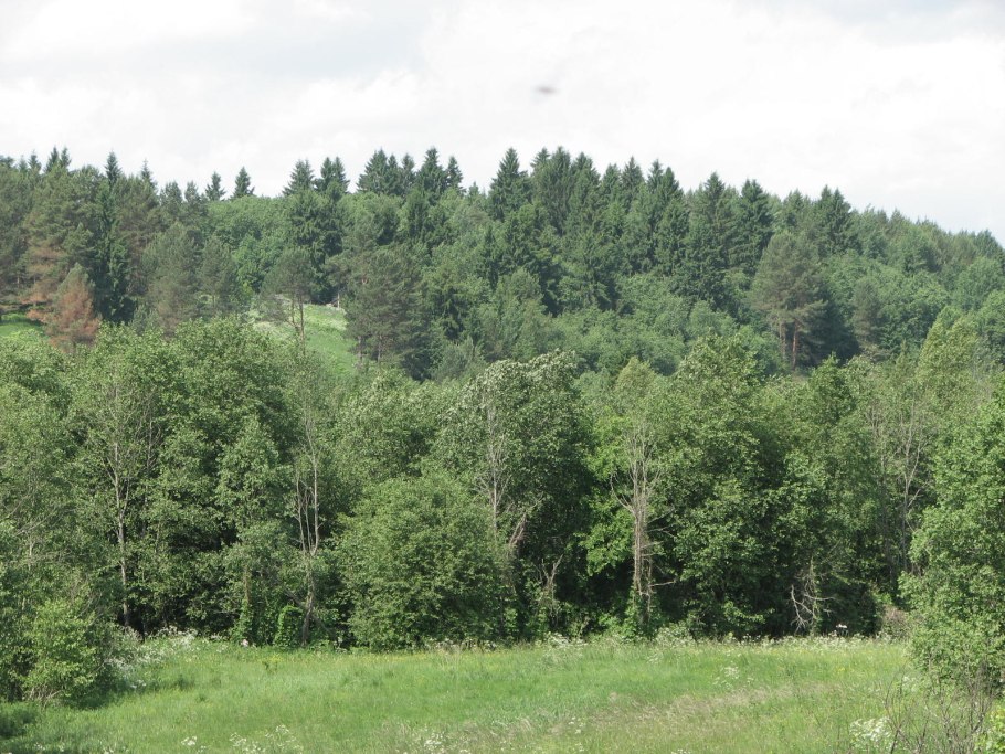 Широколиственный лес Самарской области