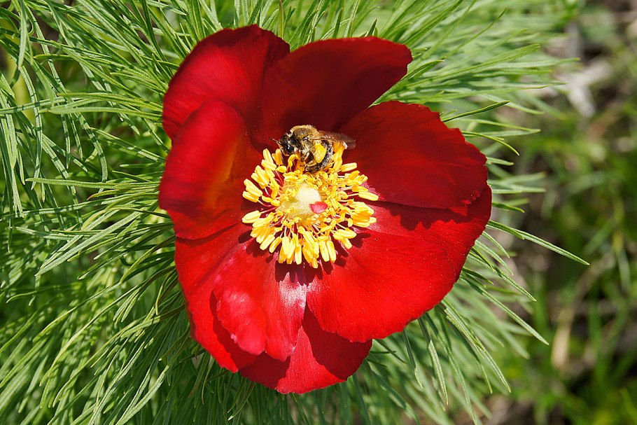 Пион тонколистный Paeonia tenuifolia