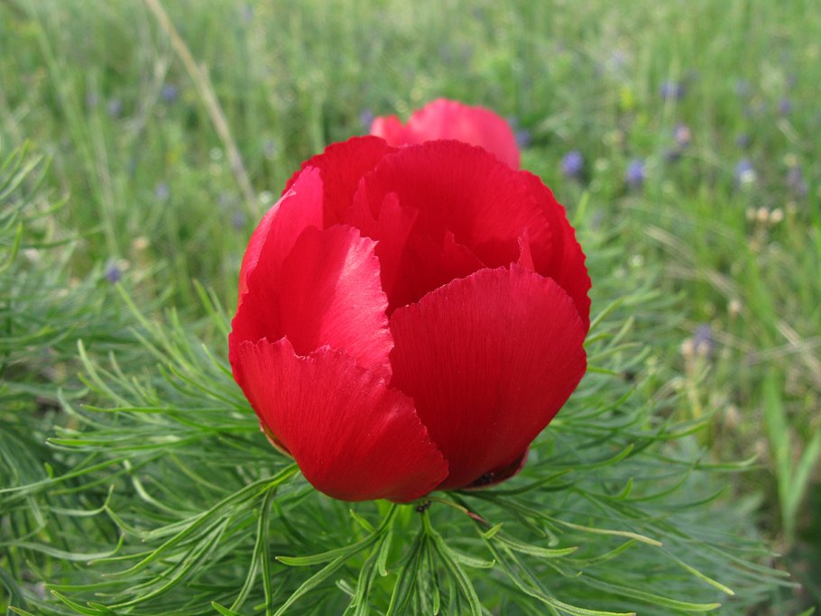 Пион тонколистный Paeonia tenuifolia