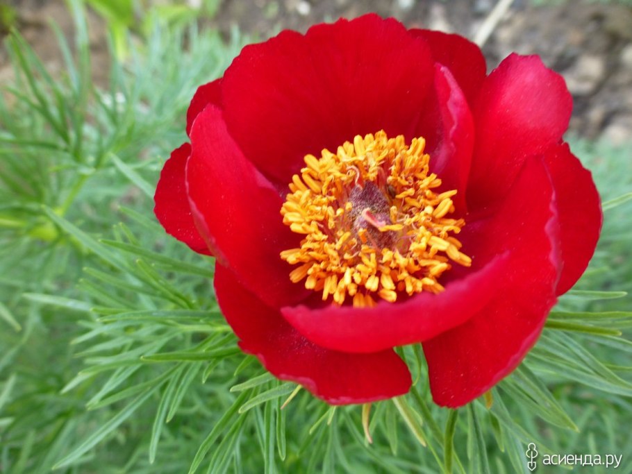 Пион тонколистный Рубра плена