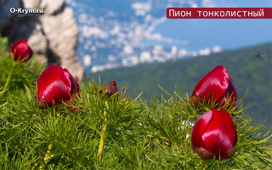 Растения пион тонколистный Воронец