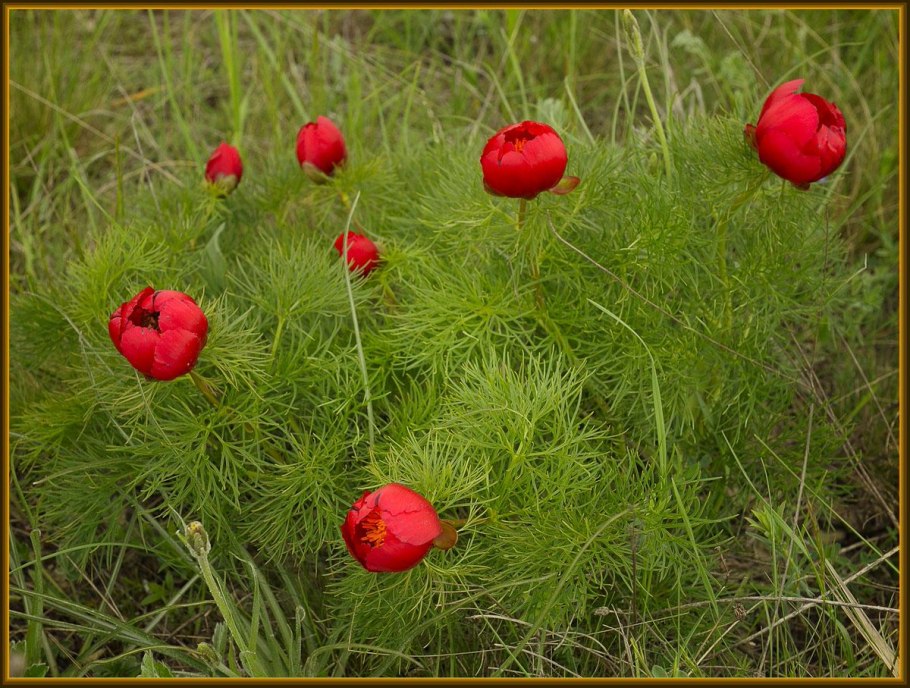 Крым белая скала красная балка