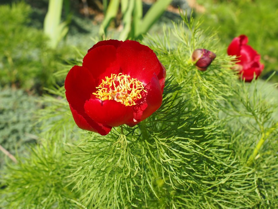 Пион тонколистный красная книга России