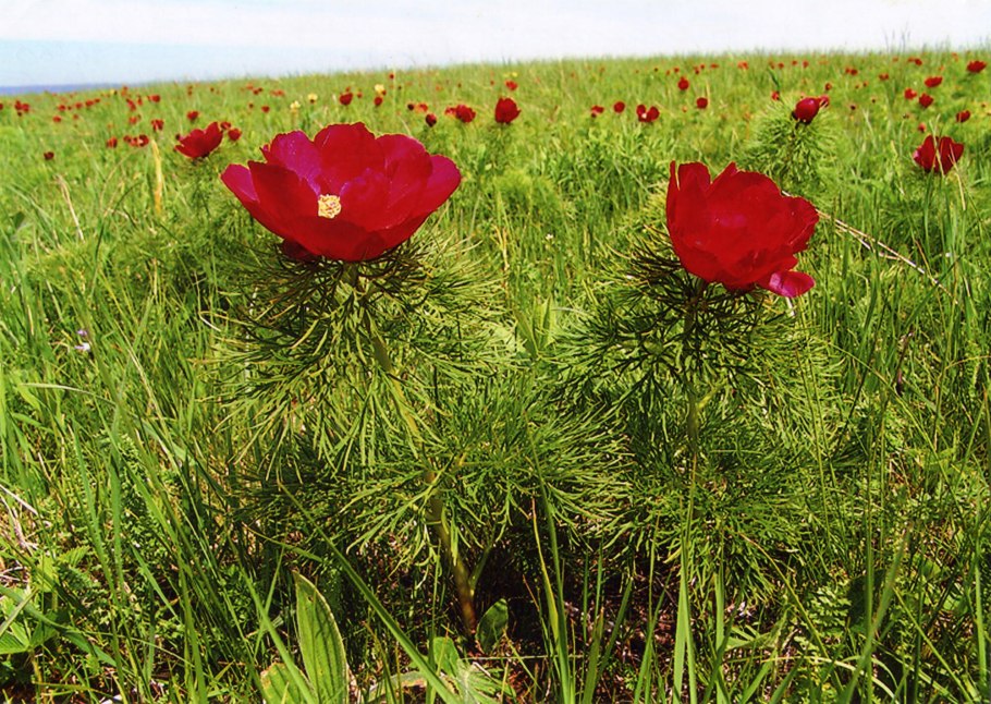 Пион тонколистный