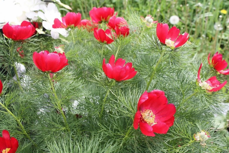 Пион тонколистный Хвалынский район