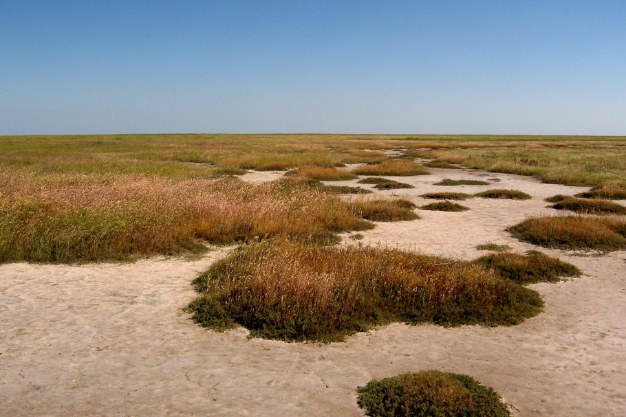 Тайга презентация