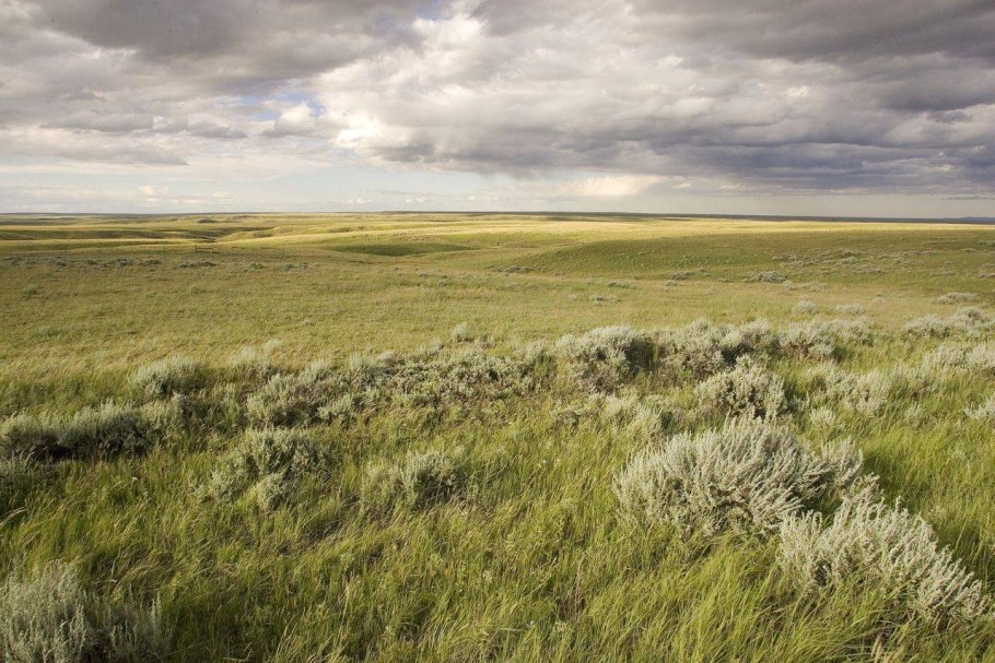 Степная зона России