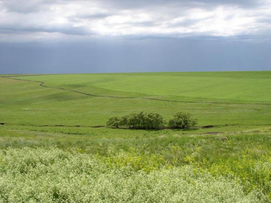 Карта смешанных и широколиственных лесов России