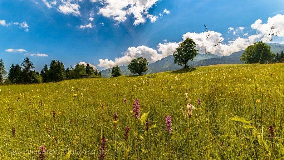 Природные зоны России зона степей