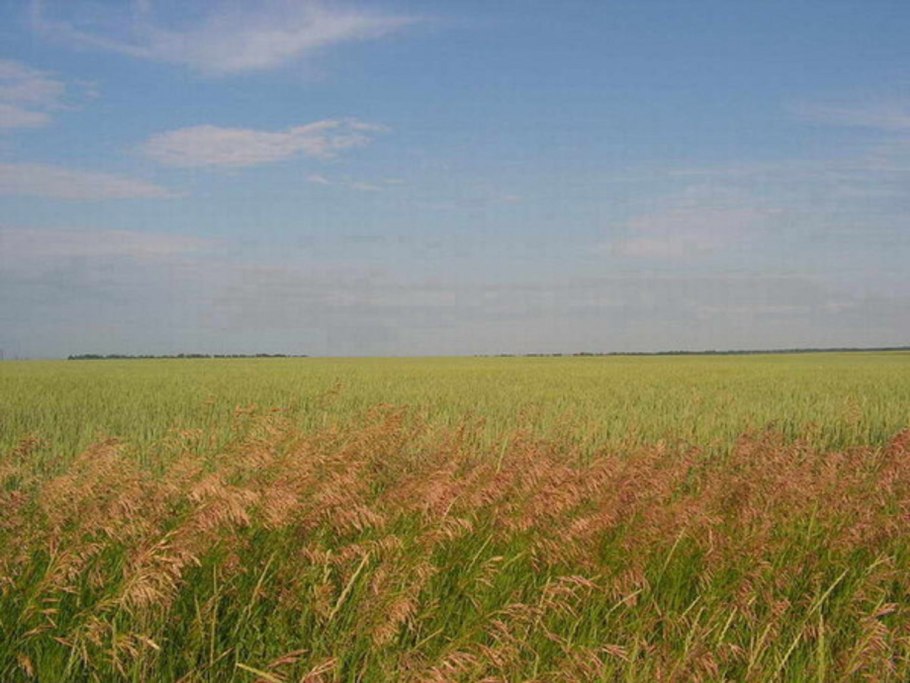 Ковыль кавказский