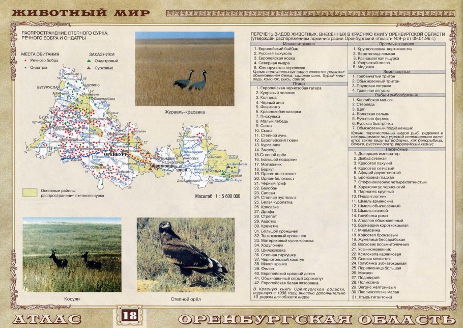 Степная зона Западно сибирской равнины