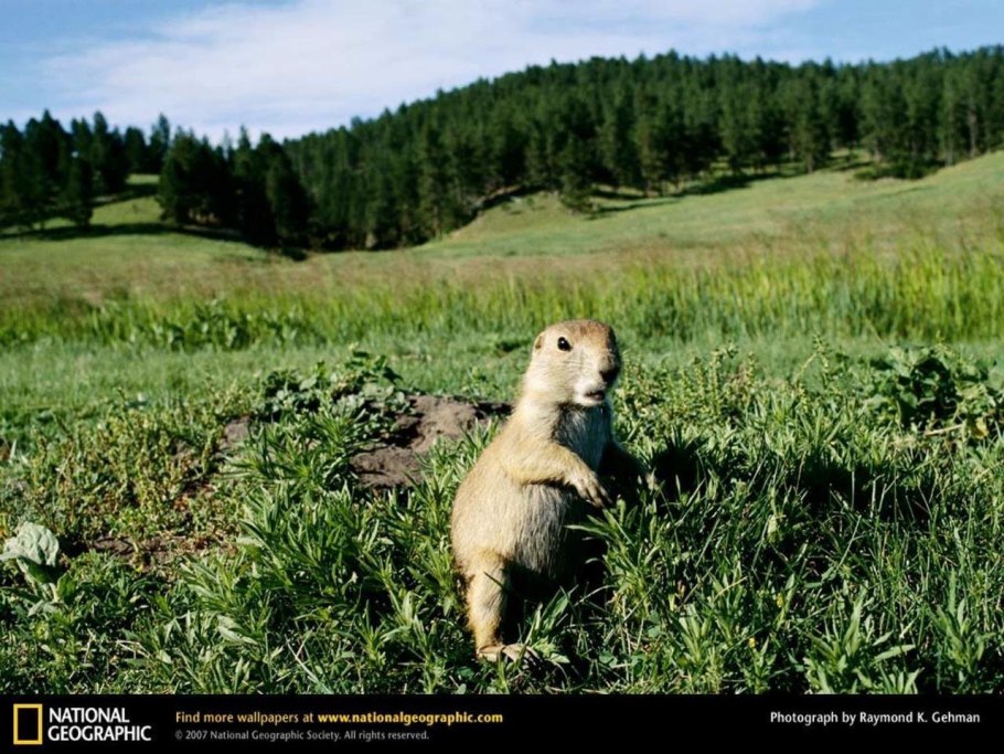 Полевые луговые цветы Алтая