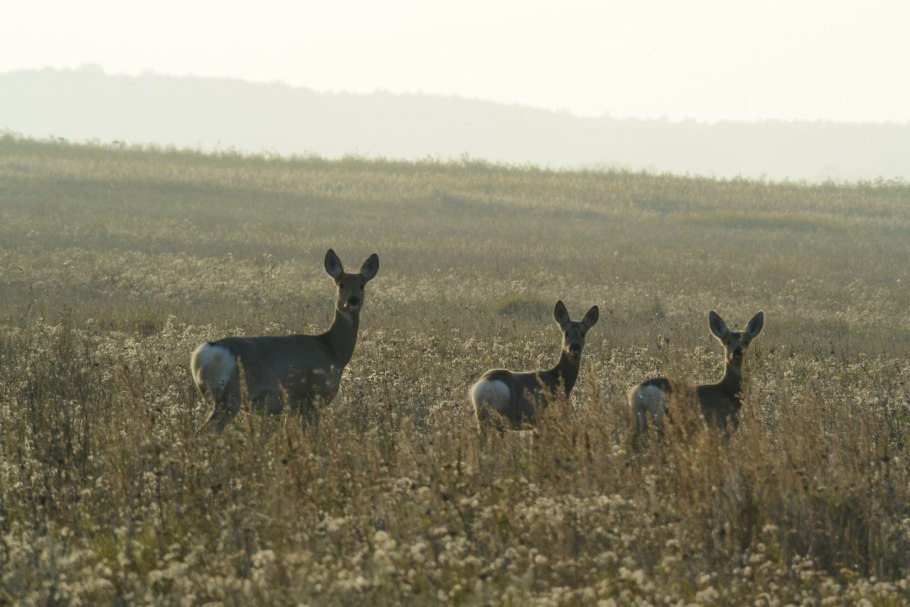 Луга Костромской области