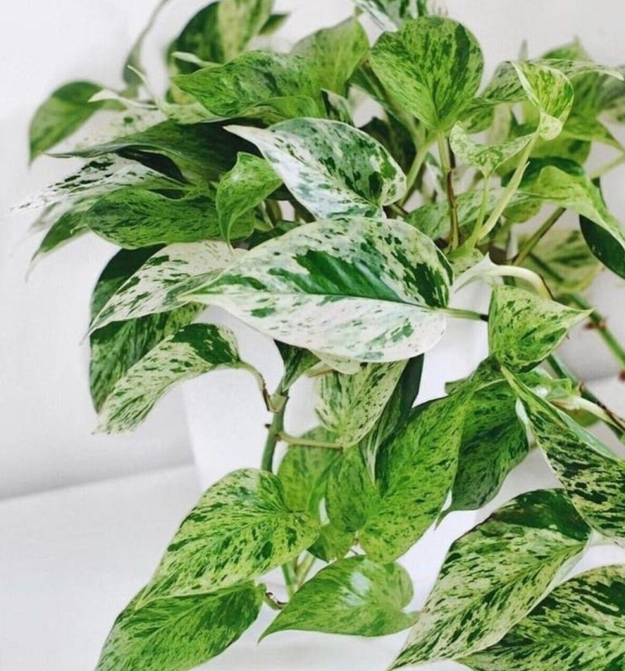 Сциндапсус Marble Queen