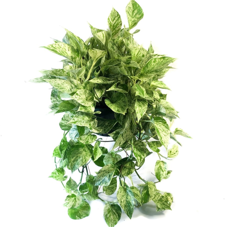 Сциндапсус Marble Queen