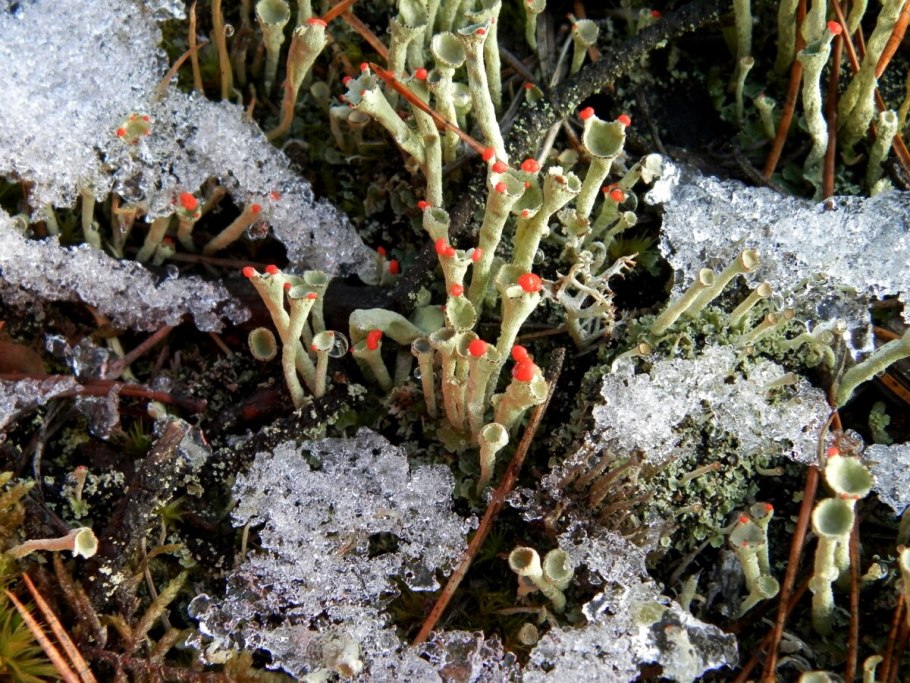 Кладония пальчатая