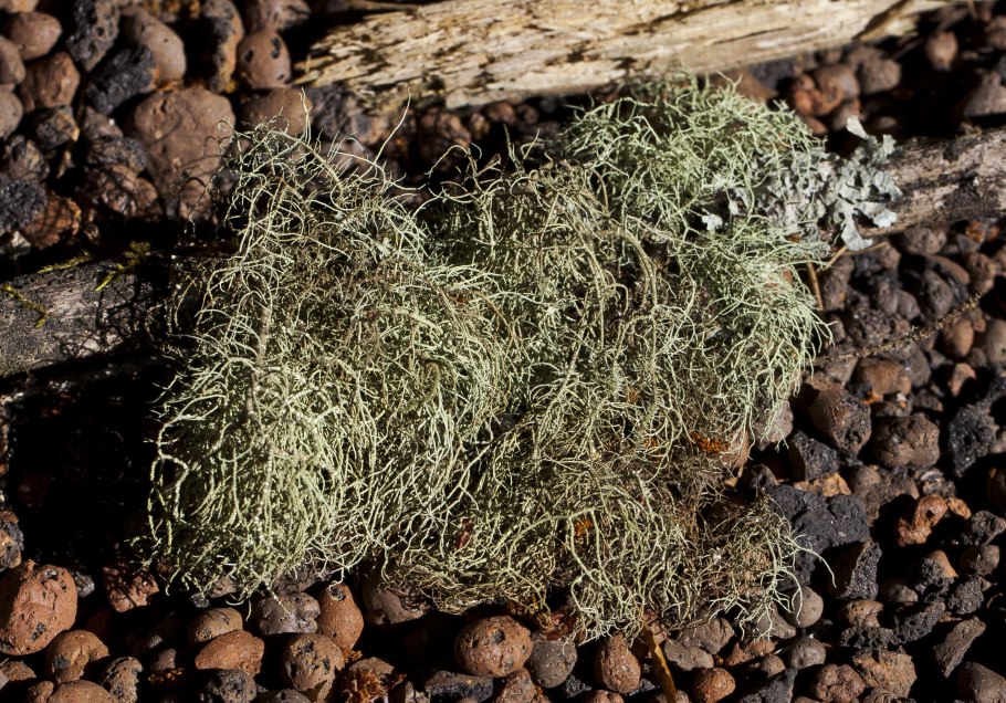 Лишайник Айкон