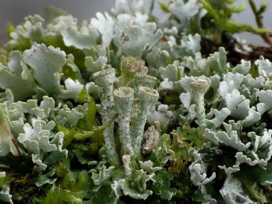 Цетрария Лаурера