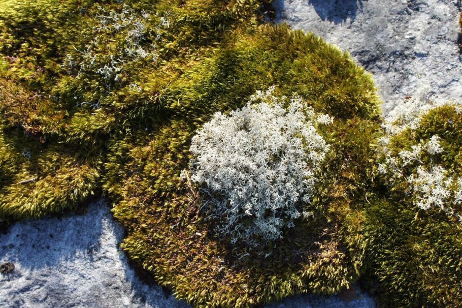 Кладония Лесная лишайник Рыбинск