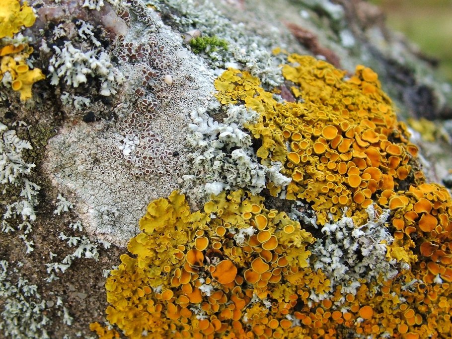 Лишайники ягель зимой