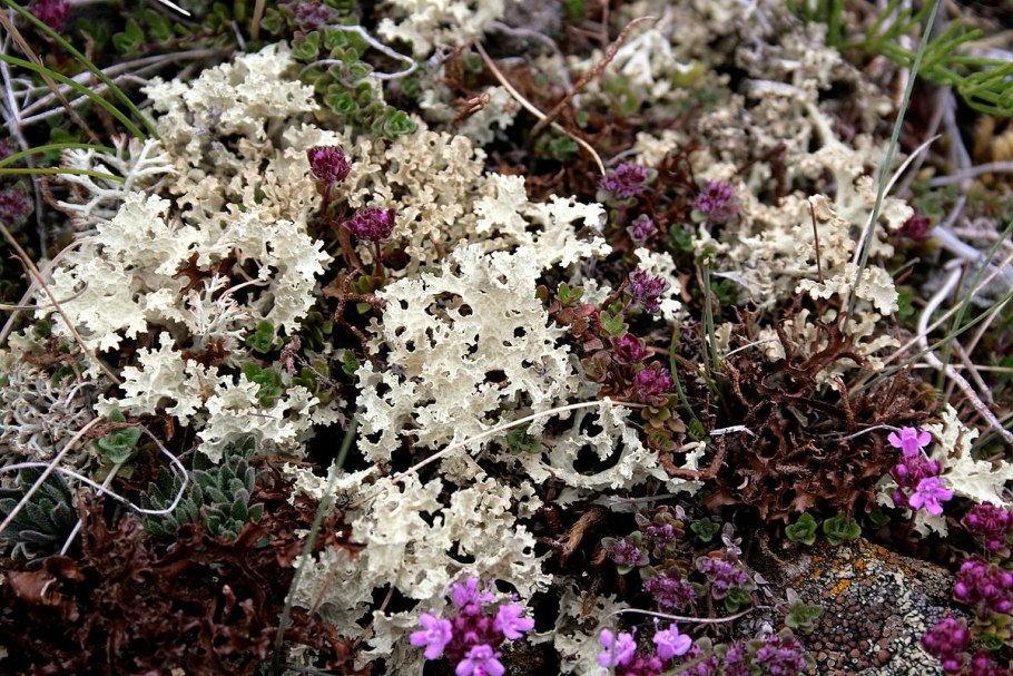 Лишайник Айкон