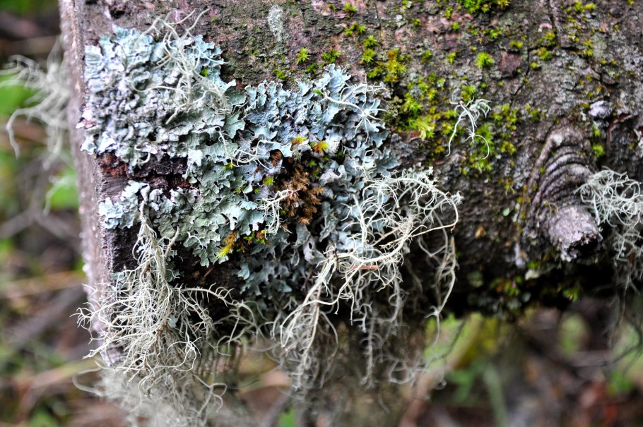 Накипные лишайники леканора