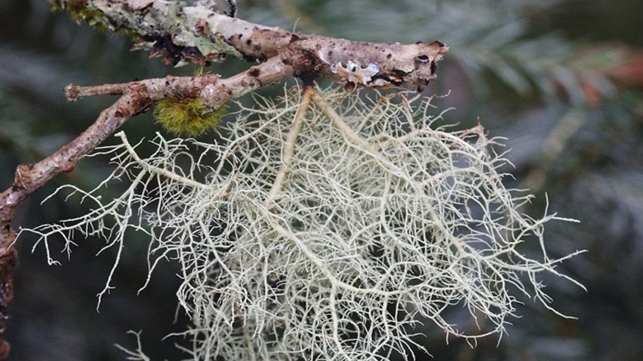 Базальт мох