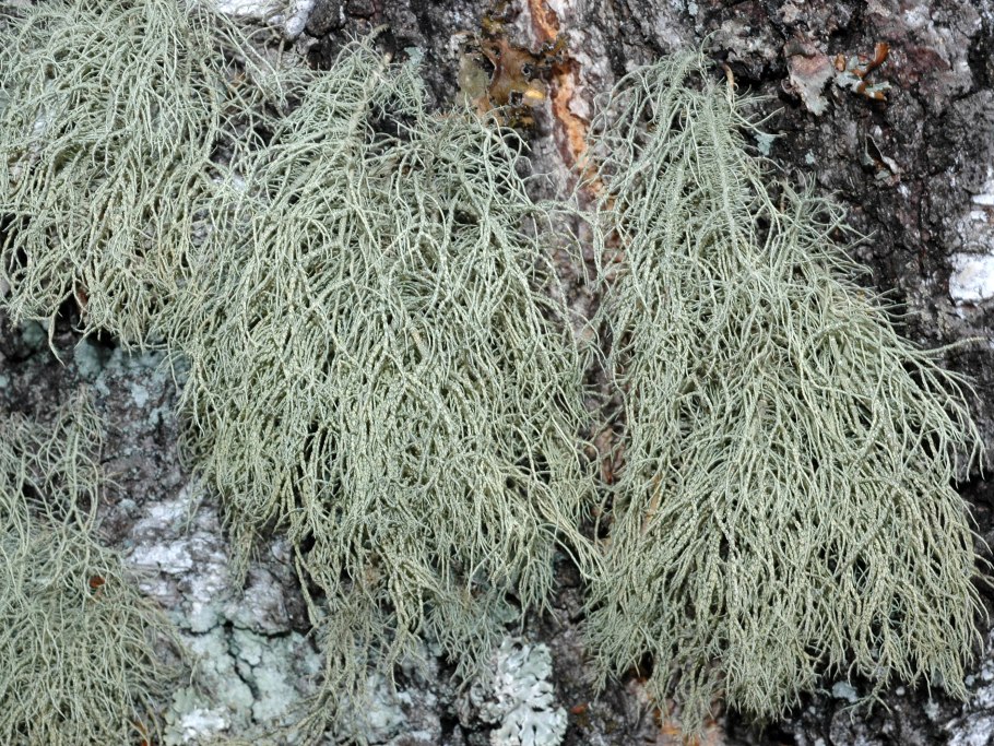 Кустистые лишайники уснея